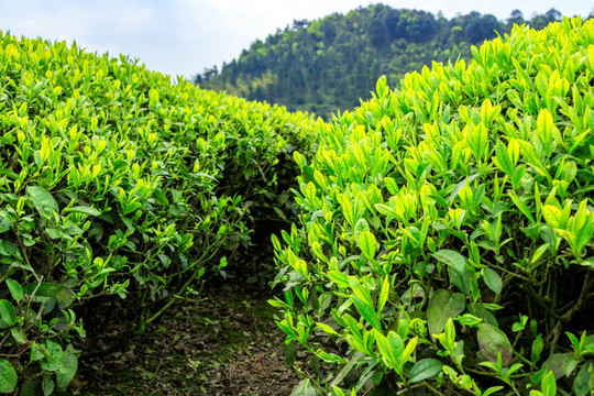 绿茶 茶树