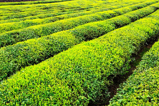 茶场 茶叶种植园 种植 田野