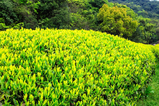 茶树嫩叶 嫩茶 春茶