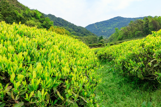 绿茶 茶树嫩叶 嫩茶 春茶