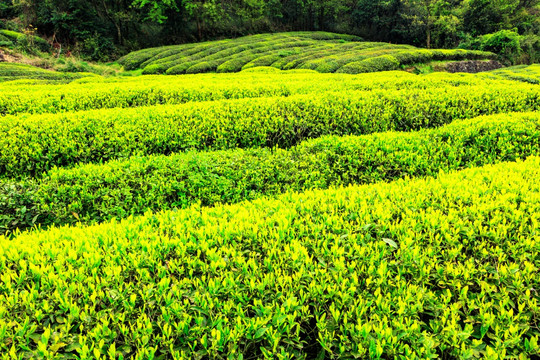 新茶绿叶 茶叶 绿色 春茶 茶