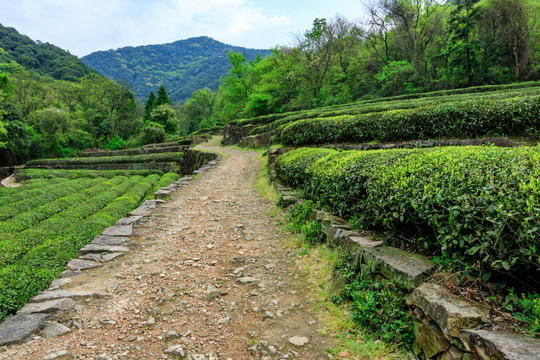 茶山小路