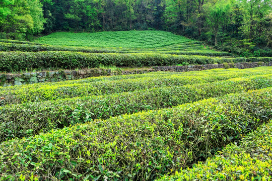 茶园风光 茶山风景