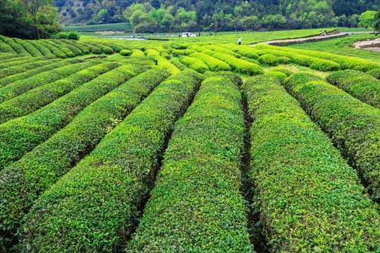 茶山风景 茶叶产区