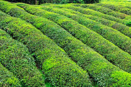 茶山茶园 茶叶 绿色 春茶 茶