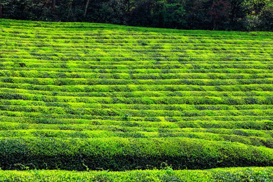 茶山茶园