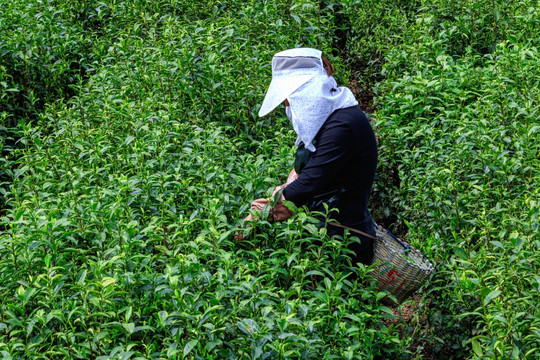 采茶女 茶山茶园 茶园 茶山