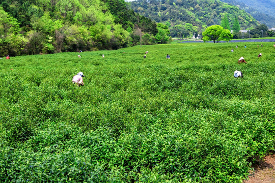 采茶 茶园茶叶 茶园风光