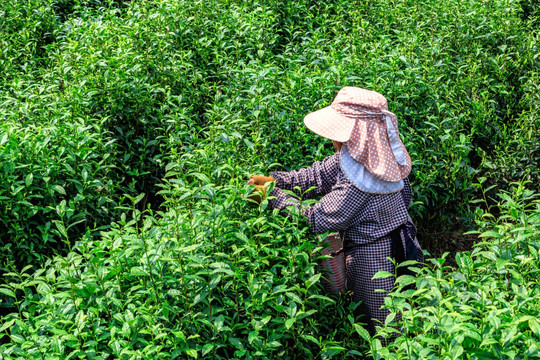 茶园采茶 采茶女工 茶山茶园