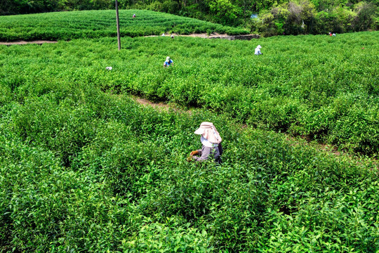 茶园采茶 采茶女工 茶山茶园