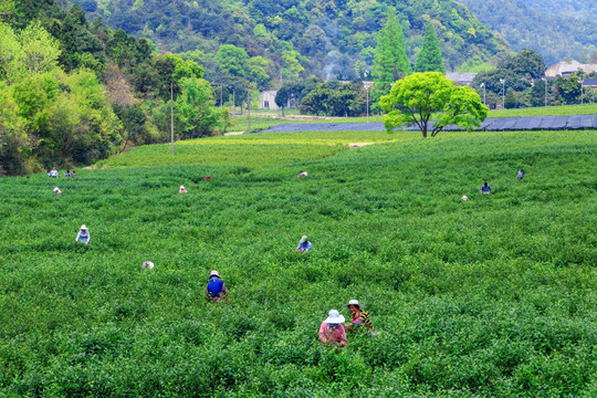 茶园采茶 采茶女工 茶山茶园