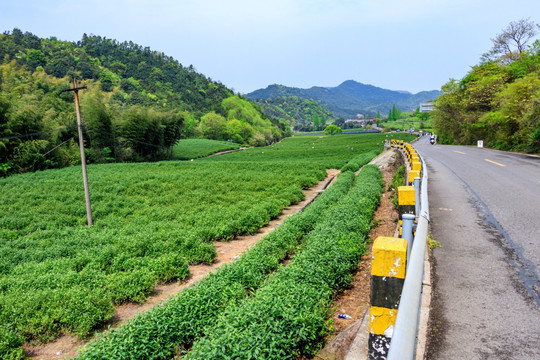 茶山茶园