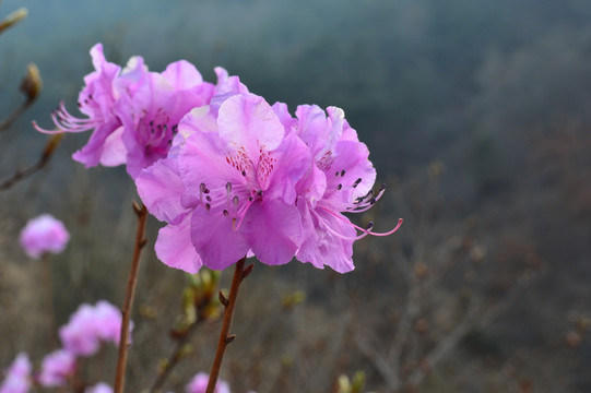 杜鹃花 映山红