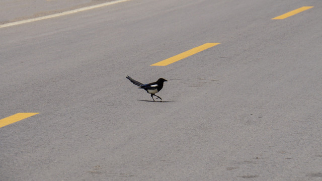 公路上的小鸟
