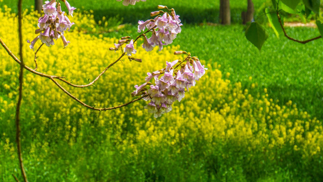 梧桐花 绿色麦田