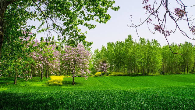 梧桐花 杨树 绿色麦田 风景