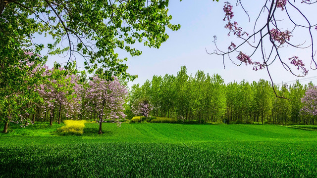 梧桐花 杨树 绿色麦田 风景