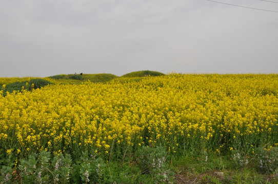 菜花