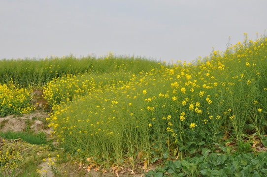 油菜花