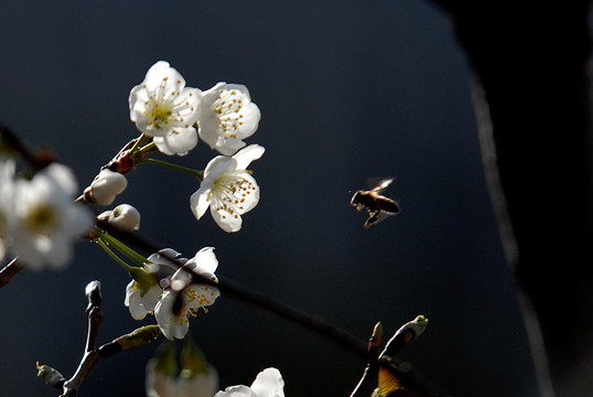 樱桃花