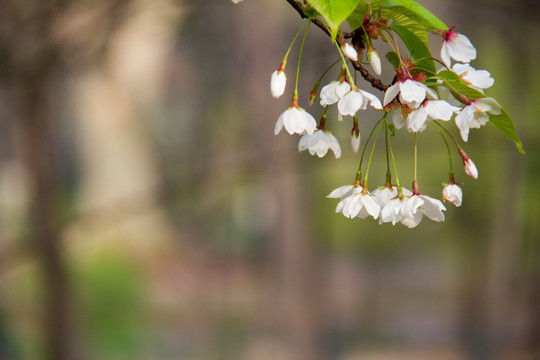 樱花