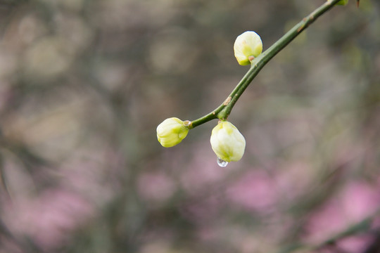 荆棘花苞