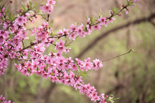 桃花