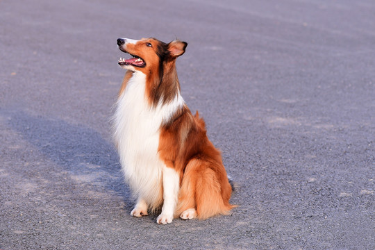 苏格兰牧羊犬