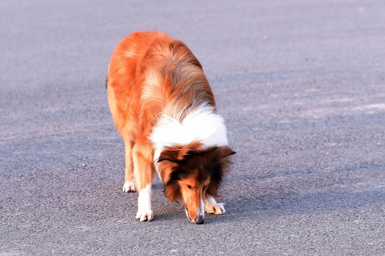 苏格兰牧羊犬