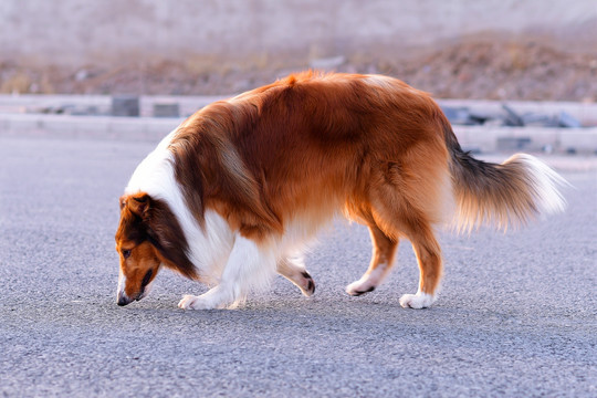 苏格兰牧羊犬