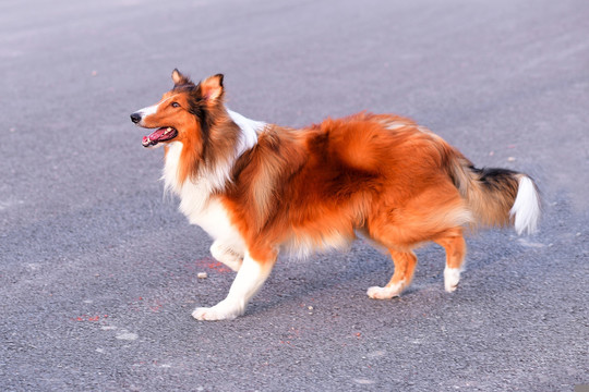 苏格兰牧羊犬