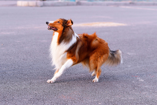 苏格兰牧羊犬