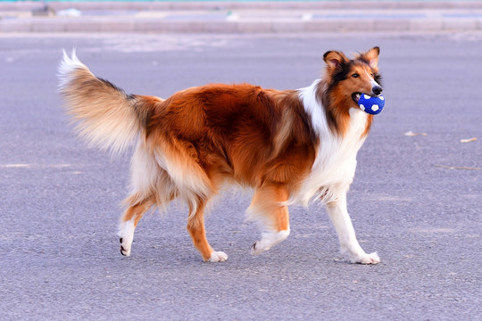 苏格兰牧羊犬