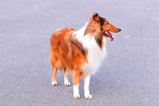 苏格兰牧羊犬