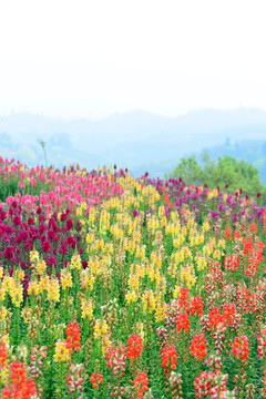 园林风光 飞燕草花圃