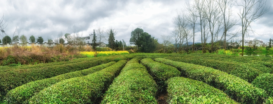 茶园高清全景