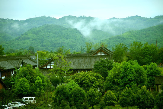 花秋山风景 花秋山茶叶