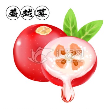 蔓越莓手繪插畫(huà)