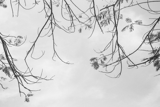 水墨树枝 天空树枝 大自然黑白