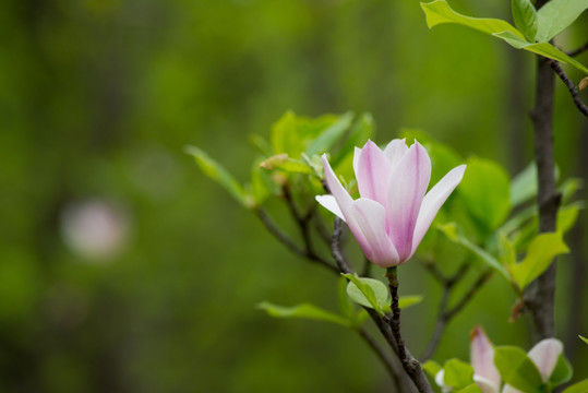 玉兰花