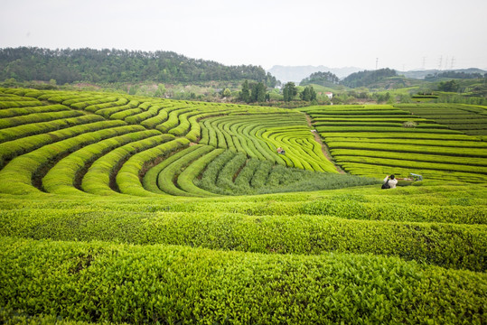 茶园风光