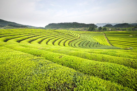 茶园风光