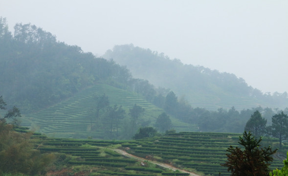 烟雨茶山