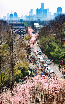 南京鸡鸣寺樱花大道