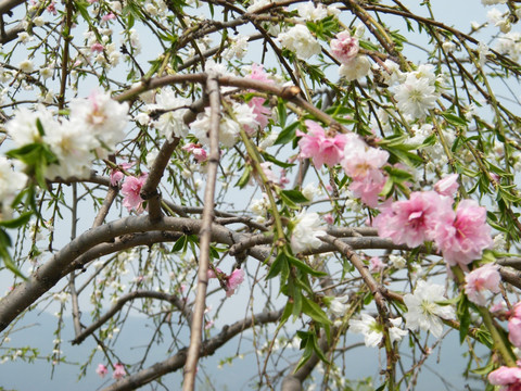 桃花