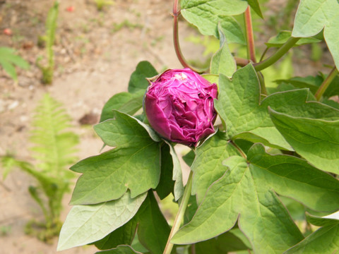 牡丹花蕾 牡丹