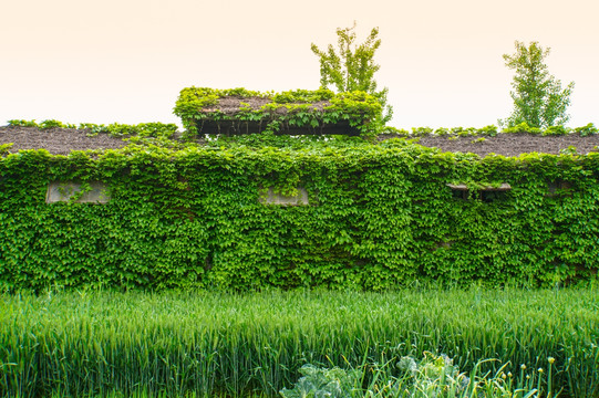 绿色植物背景