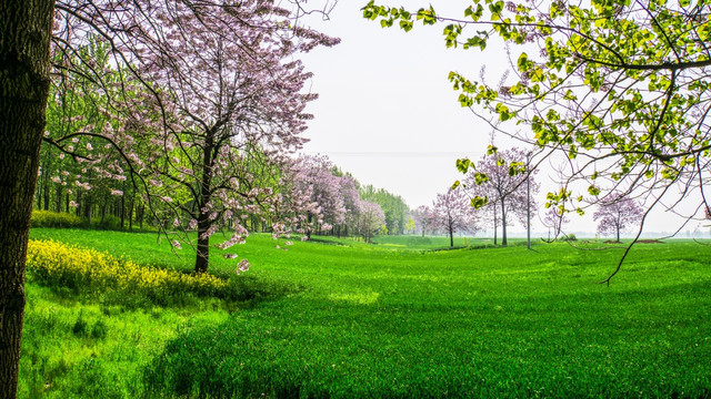 梧桐花 杨树 绿色麦田 风景