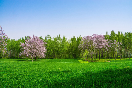 梧桐花 杨树 绿色麦田 风景