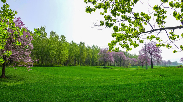 梧桐花 杨树 绿色麦田 风景